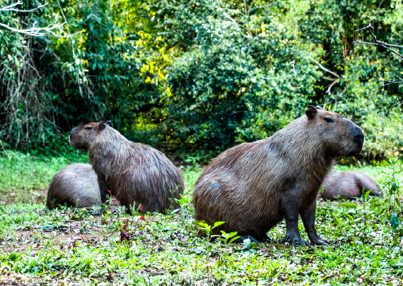 Carpinchos en la reserva