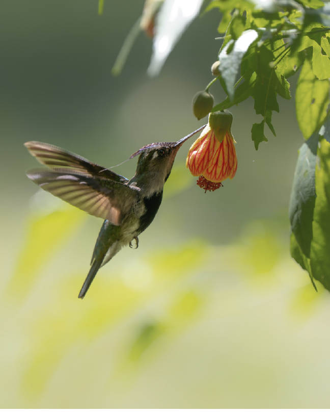 Picaflor en la reserva yvytu